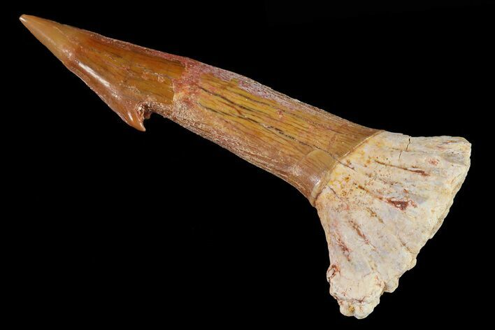 Cretaceous Giant Sawfish (Onchopristis) Rostral Barb #81592